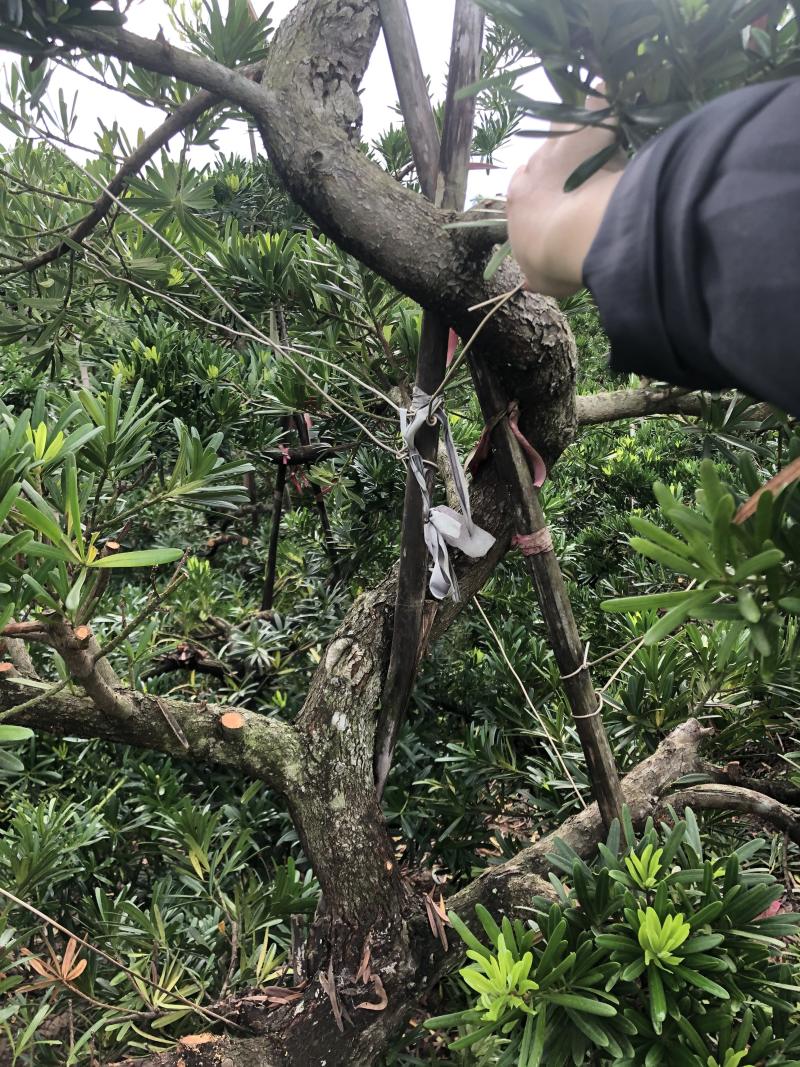 台湾S弯罗汉松6-10公分