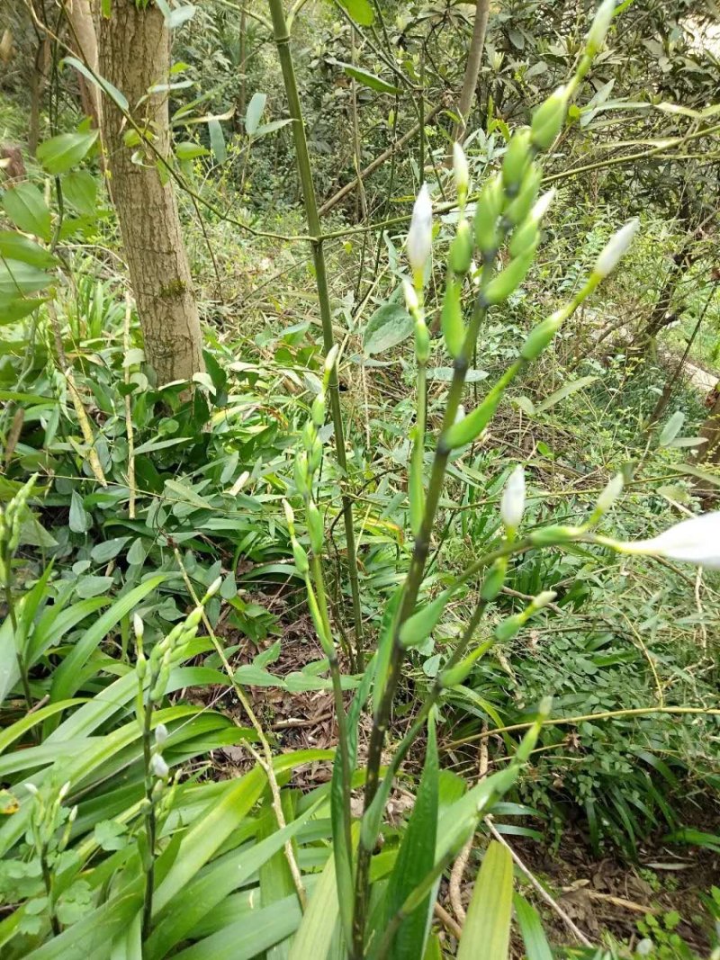 鸢尾花
