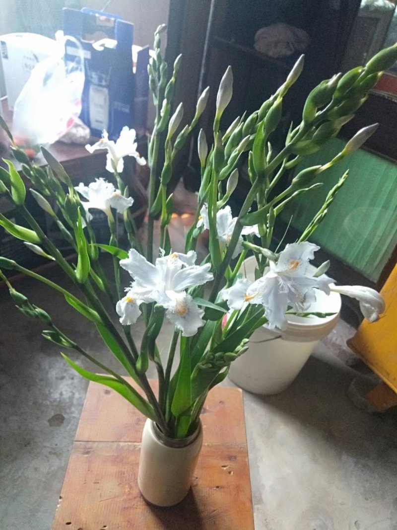 鸢尾花