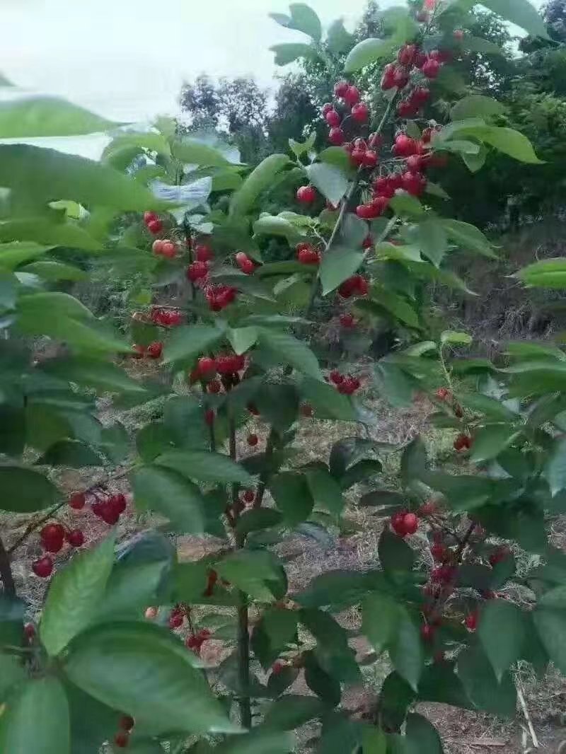 红妃樱桃苗玛瑙红樱桃苗水晶樱桃苗鸡心南北矮化苗四川自花