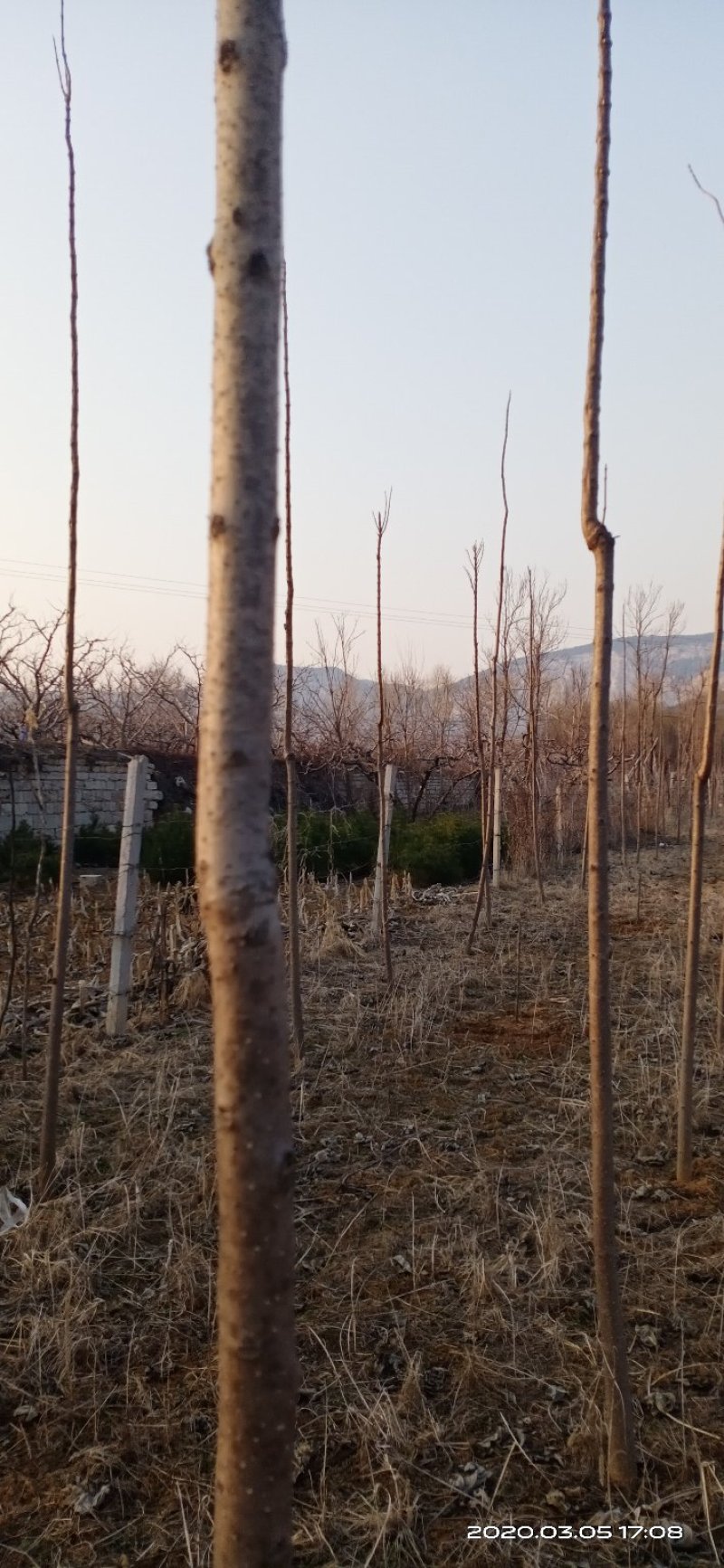楸树苗销售中