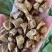 精选菊苣根大颗粒，一斤两瓶，一斤起售，10斤起价优