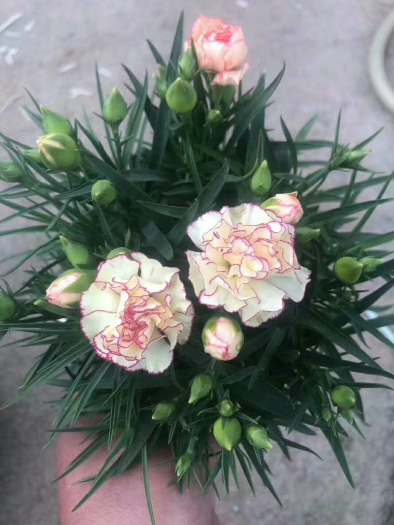 康乃馨，好管理颜色多，气味芬芳，花期长进口苗
