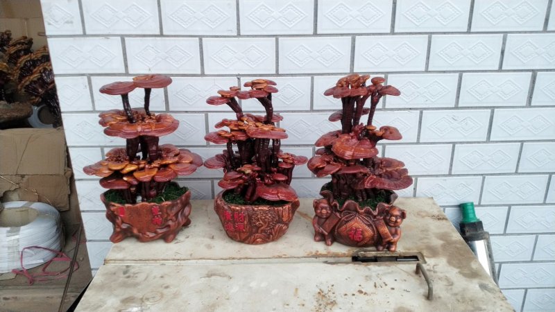 冠宇农业大三层活体嫁接灵芝盆景