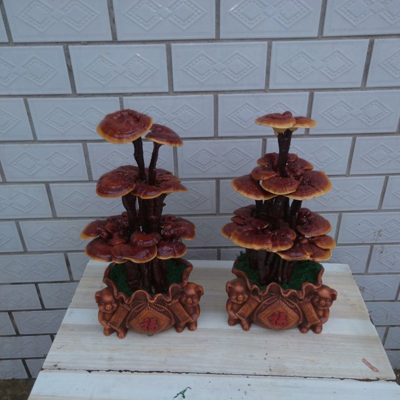冠宇农业大三层活体嫁接灵芝盆景