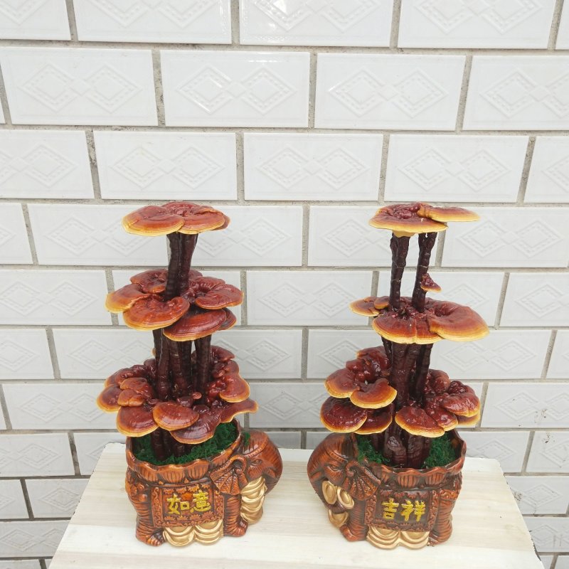 冠宇农业大三层活体嫁接灵芝盆景