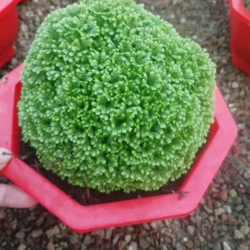 绿地球，好管理规格齐全价格合理质量保证发货及时