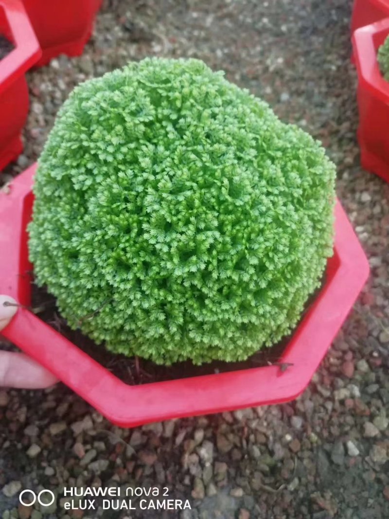 绿地球，好管理规格齐全价格合理质量保证发货及时