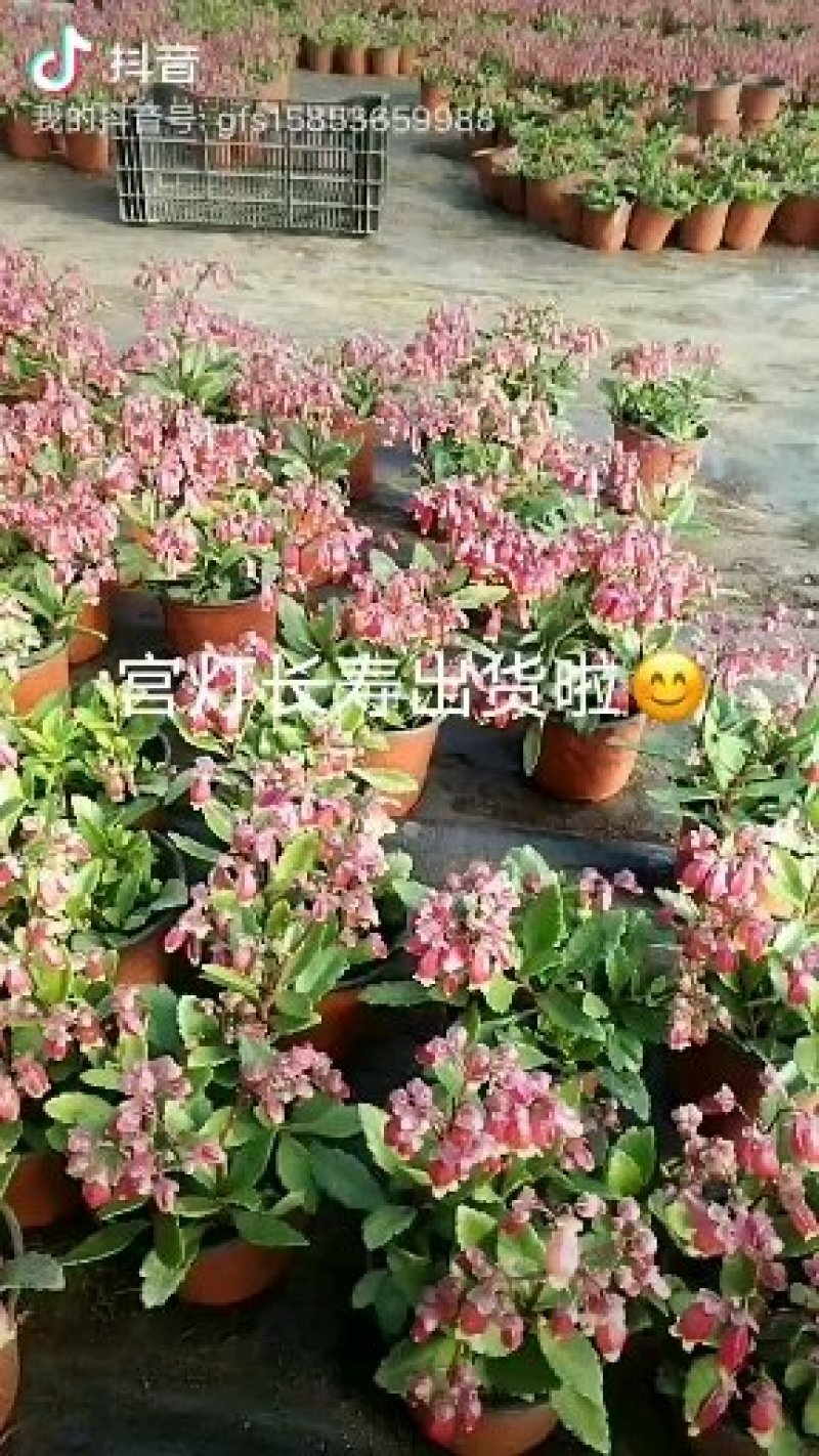 口红花花苞多价合理发货及时质量保证价格合理