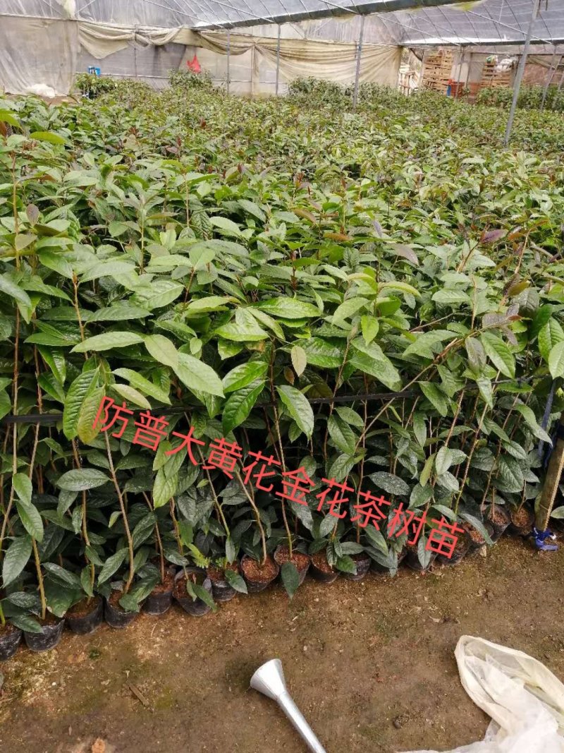 金花茶树苗，防普金花茶树苗，营养杯苗。可视频看货产地直供