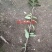 金花茶树苗,防普金花茶树苗,营养杯苗。可视频看货产地直供