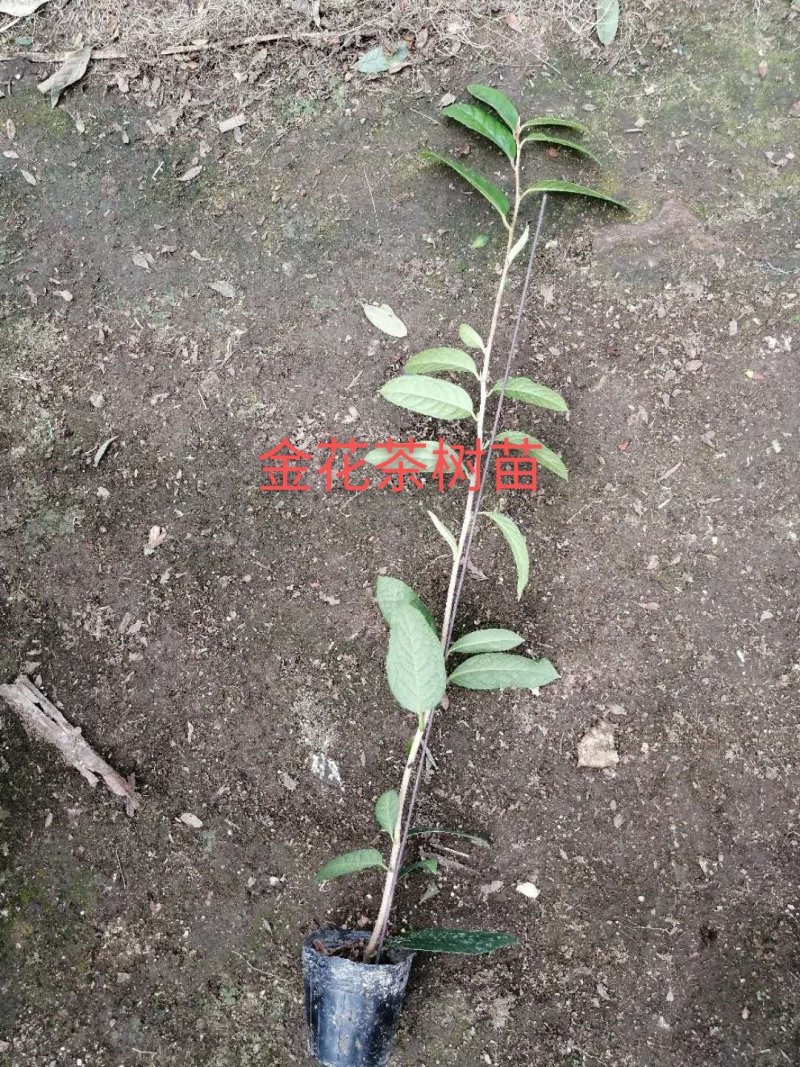 金花茶树苗，防普金花茶树苗，营养杯苗。可视频看货产地直供