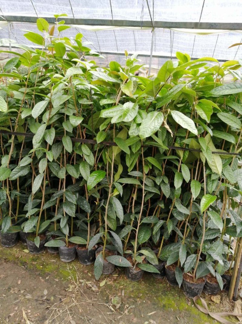金花茶树苗，防普金花茶树苗，营养杯苗。可视频看货产地直供