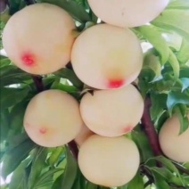 美人醉李子苗，自花受粉，基地直销南方北方都可以栽种。