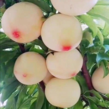 美人醉李子苗，自花受粉，基地直销南方北方都可以栽种。