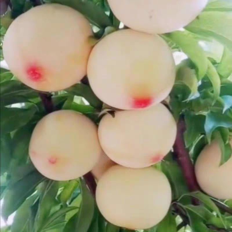 美人醉李子苗，自花受粉，基地直销南方北方都可以栽种。