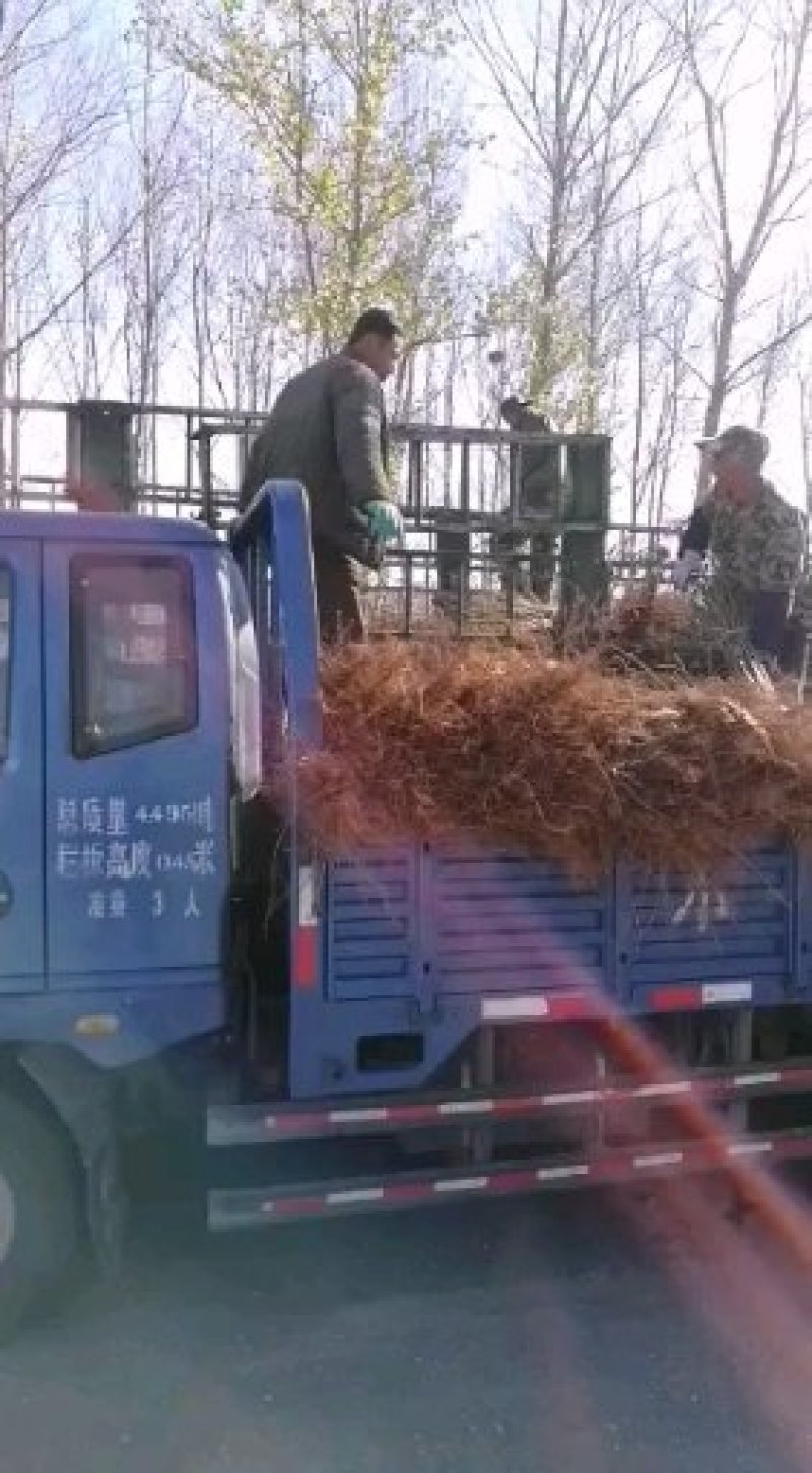 美人醉李子苗，自花受粉，基地直销南方北方都可以栽种。