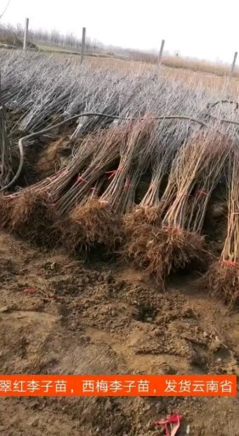 美人醉李子苗，自花受粉，基地直销南方北方都可以栽种。