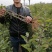美人醉李子苗，自花受粉，基地直销南方北方都可以栽种。