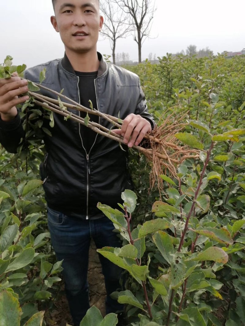 美人醉李子苗，自花受粉，基地直销南方北方都可以栽种。