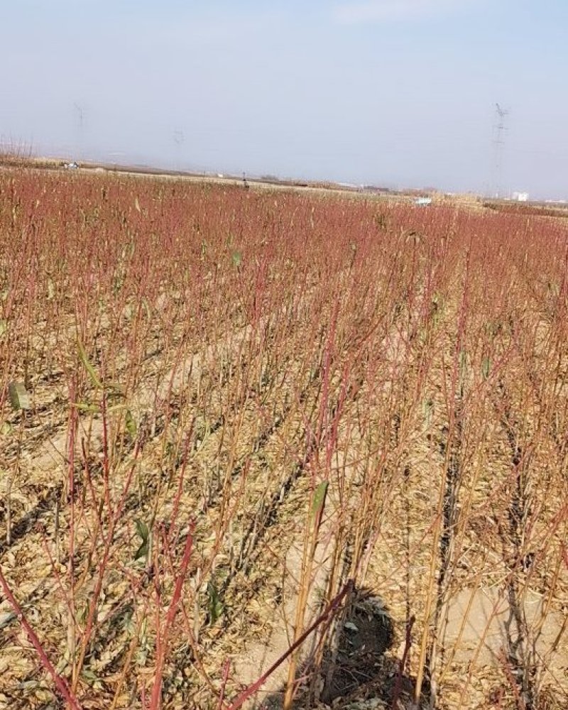 美人醉李子苗，自花受粉，基地直销南方北方都可以栽种。