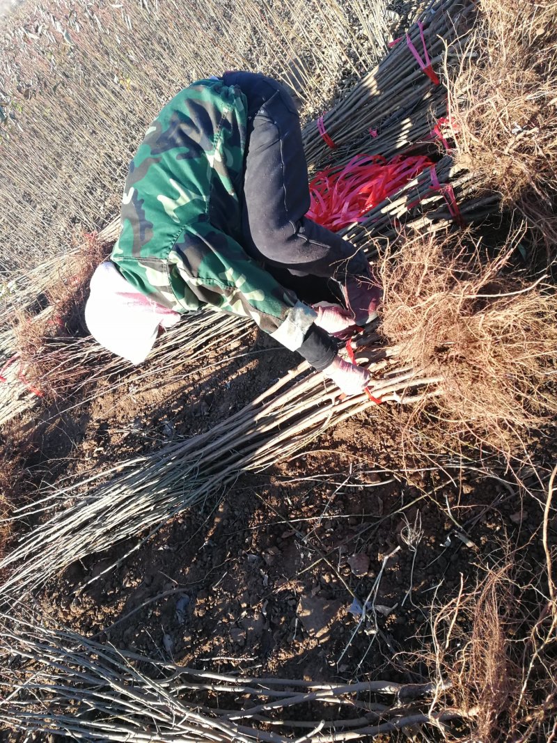 美人醉李子苗，自花受粉，基地直销南方北方都可以栽种。
