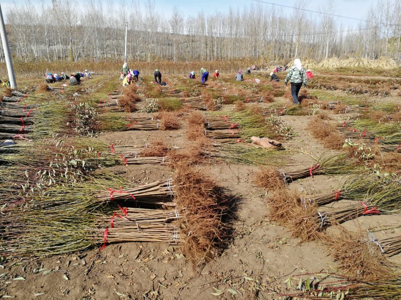 美人醉李子苗，自花受粉，基地直销南方北方都可以栽种。
