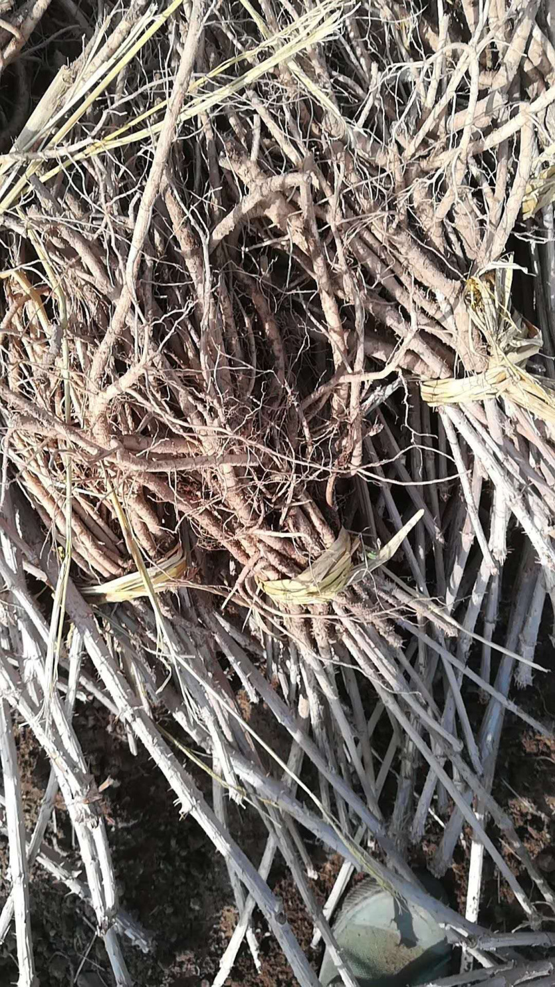 东北抗寒刺嫩芽苗刺老芽苗刺龙芽苗产量高易管理