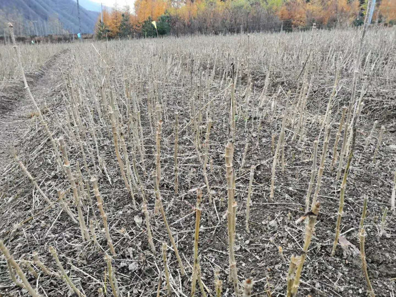 东北抗寒刺嫩芽苗刺老芽苗刺龙芽苗产量高易管理