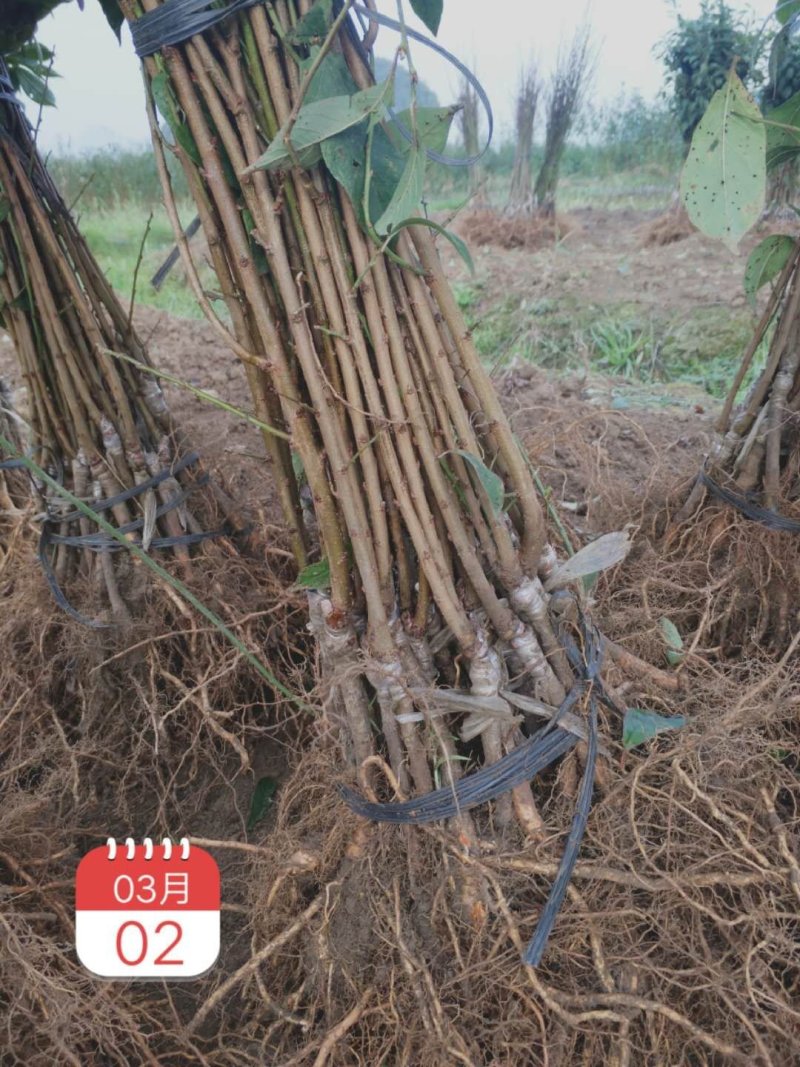 黄金奈李苗，黄金奈李嫁接苗，当年种当年挂果，李子苗