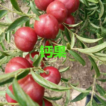 钙果苗欧里苗高钙水果苗盆栽地栽,南方北方