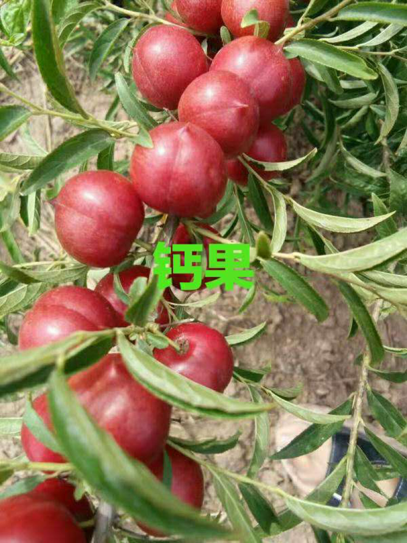钙果苗欧里苗高钙水果苗盆栽地栽，南方北方