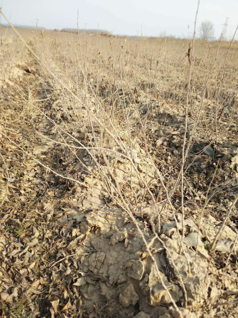 钙果苗欧里苗高钙水果苗盆栽地栽，南方北方