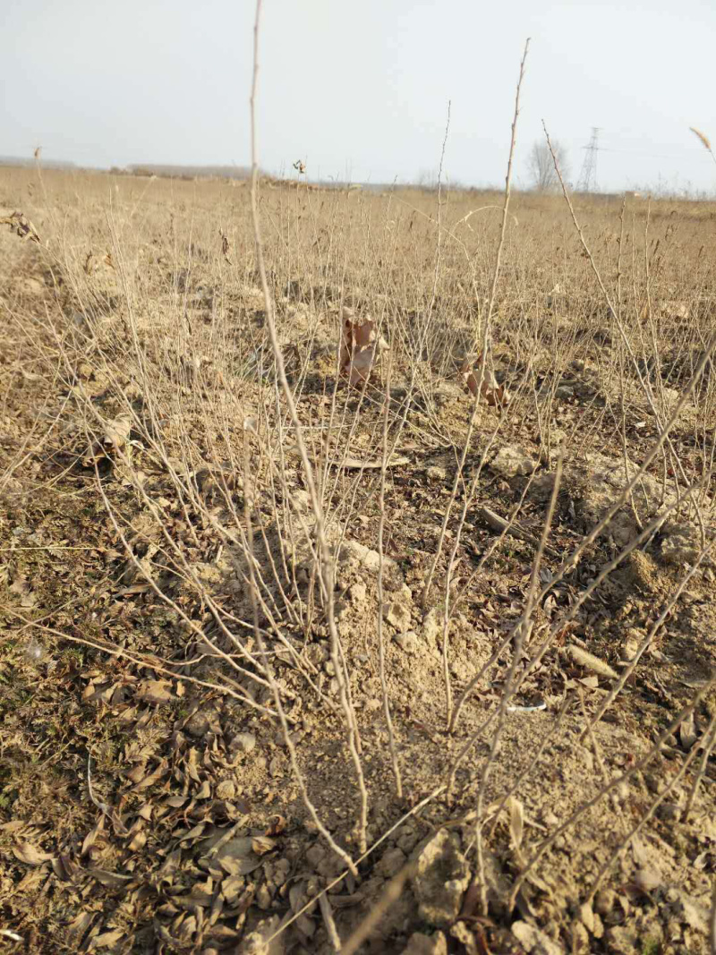 钙果苗欧里苗高钙水果苗盆栽地栽，南方北方