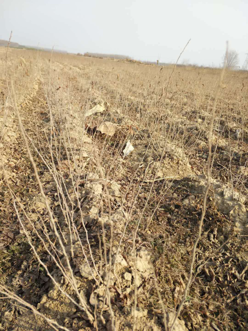 钙果苗欧里苗高钙水果苗盆栽地栽，南方北方