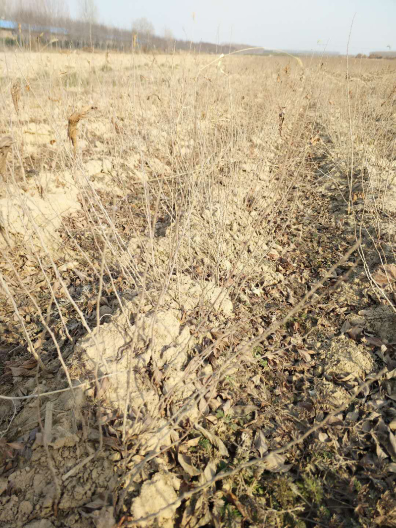 钙果苗欧里苗高钙水果苗盆栽地栽，南方北方