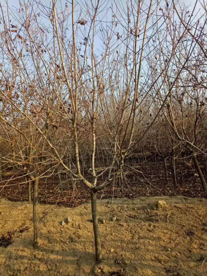 独干黄栌干直帽圆各种规格