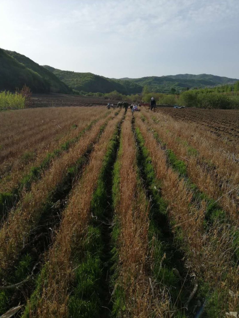 辽宁开原紫穗槐小苗棉槐工程苗油条杯苗繁育基地全国发货