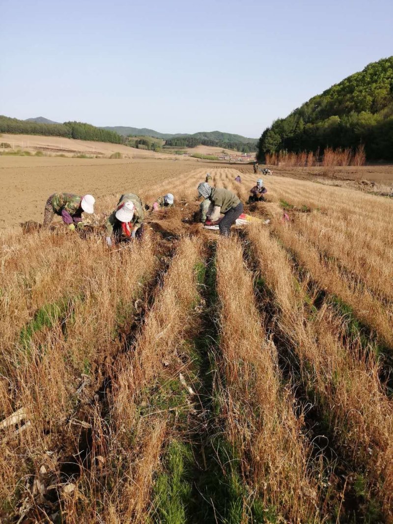 辽宁开原紫穗槐小苗棉槐工程苗油条杯苗繁育基地全国发货