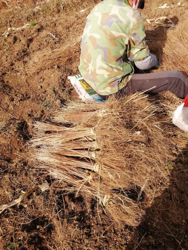 辽宁开原紫穗槐小苗棉槐工程苗油条杯苗繁育基地全国发货