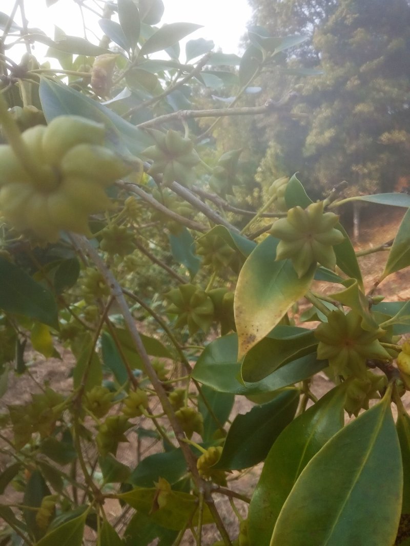 八角树苗营养杯嫁接苗食用大红八角苗山地庭院南北方种植