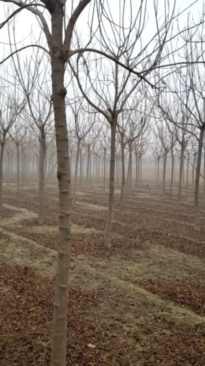 北京栾10~12cm8~10cm2.5~3米