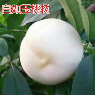 正宗白如玉桃树嫁接苗，当年结果现挖现卖包成活全国包邮