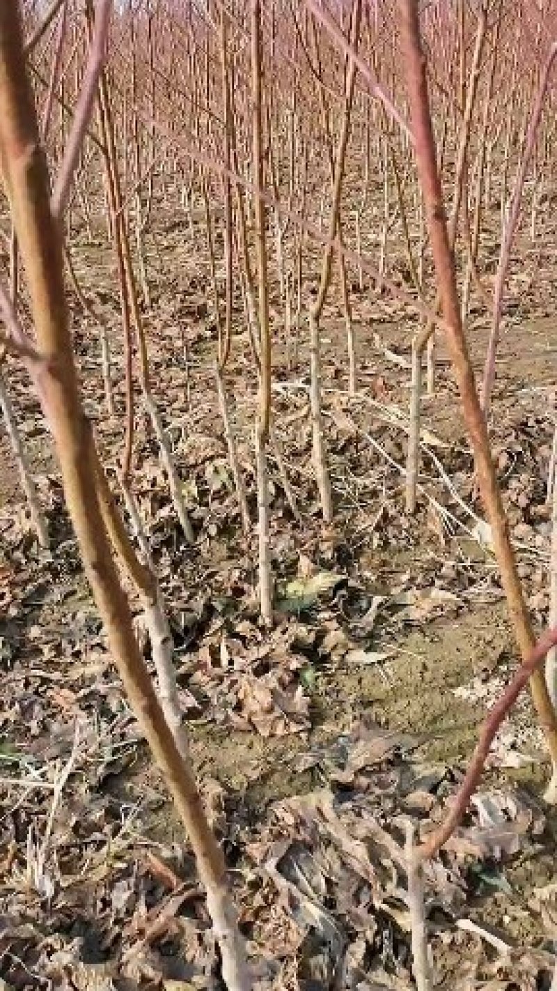 正宗白如玉桃树嫁接苗，当年结果现挖现卖包成活全国包邮