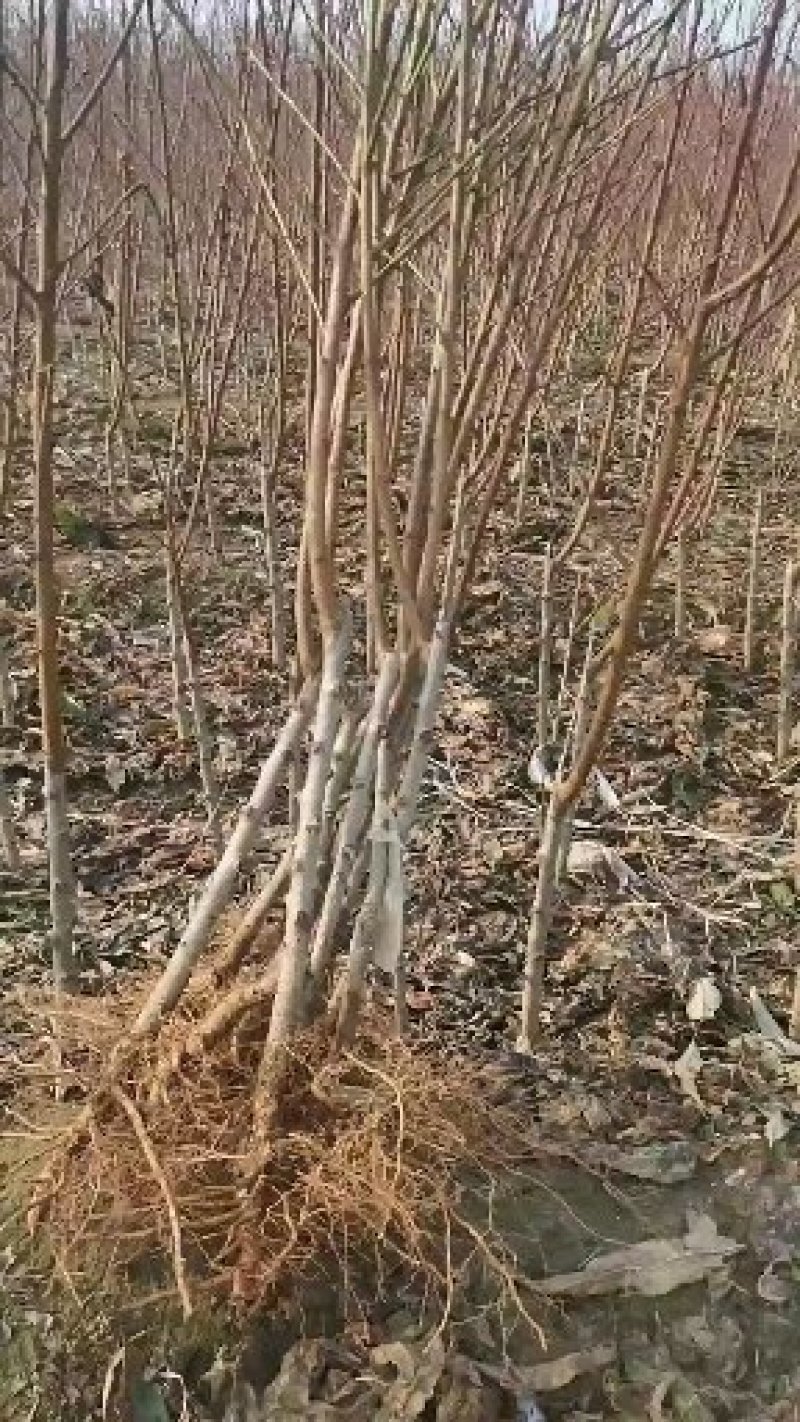 正宗白如玉桃树嫁接苗，当年结果现挖现卖包成活全国包邮