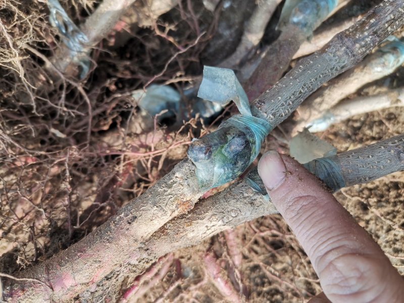 正宗白如玉桃树嫁接苗，当年结果现挖现卖包成活全国包邮