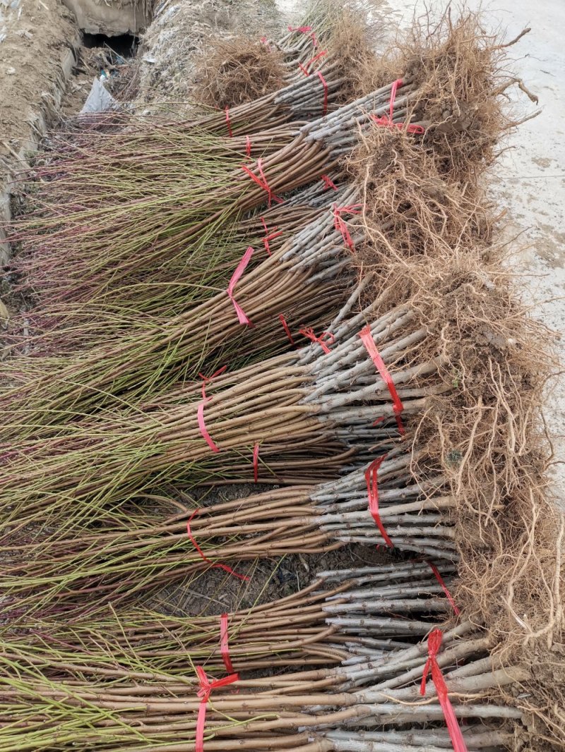 正宗白如玉桃树嫁接苗，当年结果现挖现卖包成活全国包邮