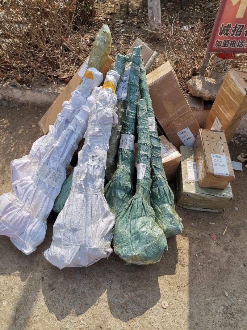 正宗白如玉桃树嫁接苗，当年结果现挖现卖包成活全国包邮