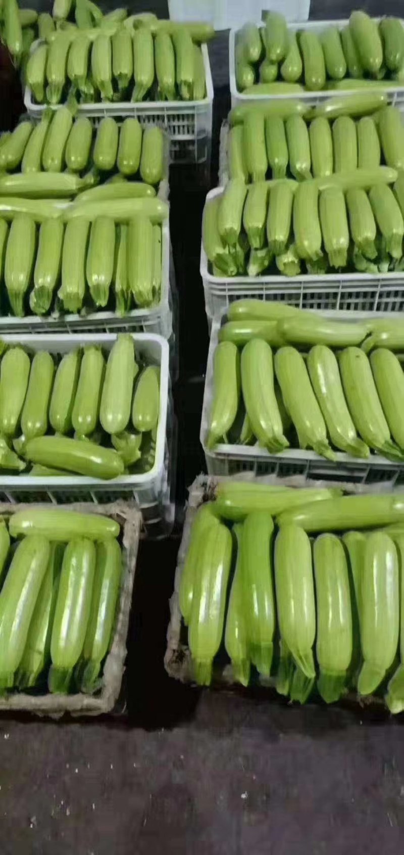 精品品西葫芦，油亮发绿，诚信代办支持线上交易