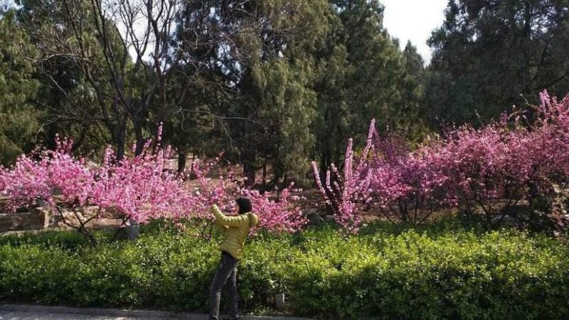 辽宁开原重瓣榆叶梅小苗京梅杯苗小桃红工程苗繁育基地